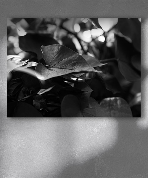 چاپ تابلو بوم با طرح سیاه و سفید عماسی از برگ و طبیعت